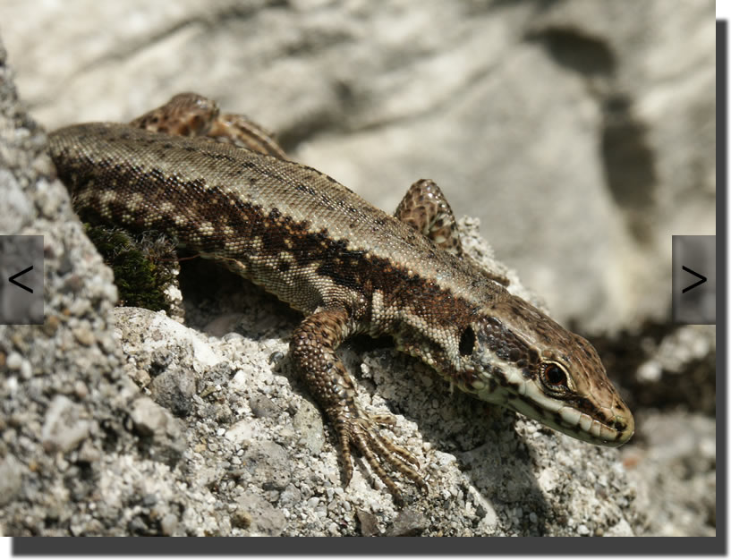 Podarcis muralis